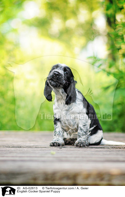 English Cocker Spaniel Puppy / AG-02613