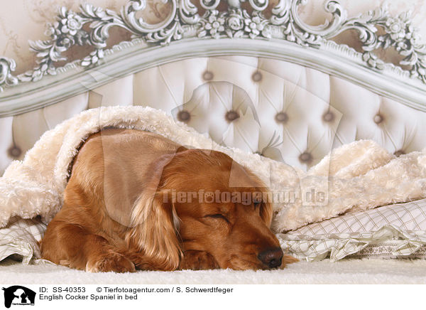 English Cocker Spaniel im Bett / English Cocker Spaniel in bed / SS-40353