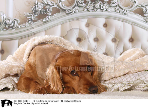 English Cocker Spaniel im Bett / English Cocker Spaniel in bed / SS-40354