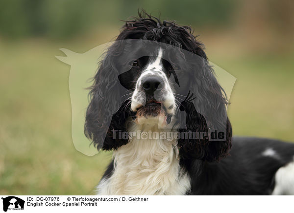 English Cocker Spaniel Portrait / DG-07976