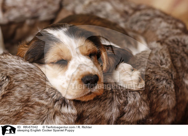 sleeping English Cocker Spaniel Puppy / RR-67042