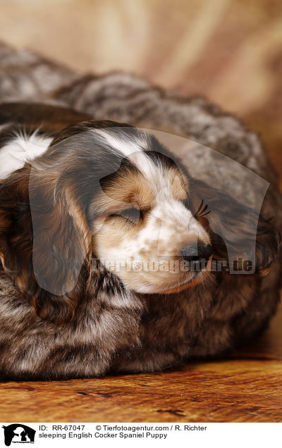 schlafender English Cocker Spaniel Welpe / sleeping English Cocker Spaniel Puppy / RR-67047