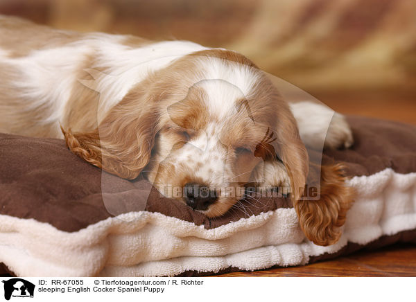 schlafender English Cocker Spaniel Welpe / sleeping English Cocker Spaniel Puppy / RR-67055