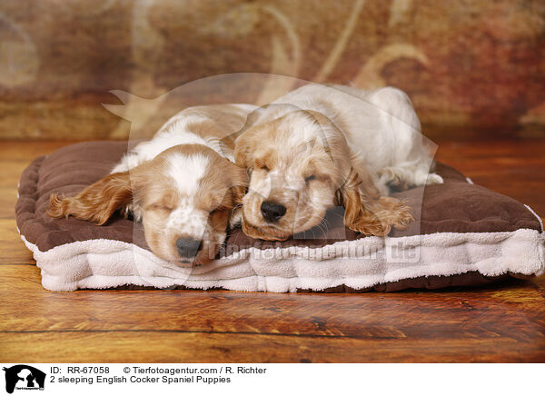 2 schlafende English Cocker Spaniel Puppies / 2 sleeping English Cocker Spaniel Puppies / RR-67058