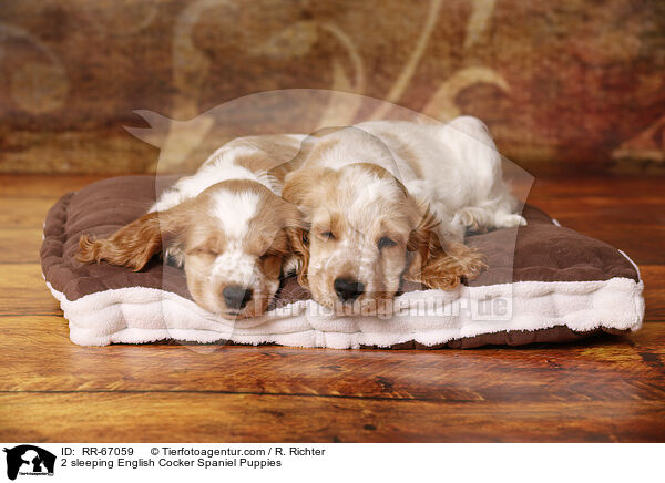 2 schlafende English Cocker Spaniel Puppies / 2 sleeping English Cocker Spaniel Puppies / RR-67059