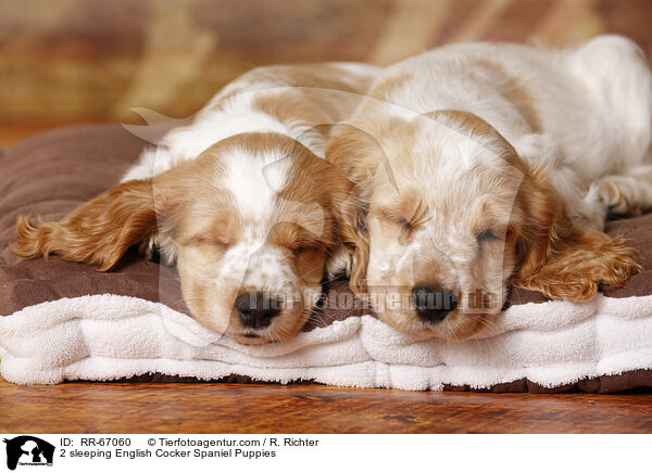 2 schlafende English Cocker Spaniel Puppies / 2 sleeping English Cocker Spaniel Puppies / RR-67060