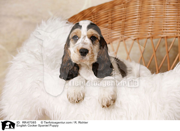 English Cocker Spaniel Puppy / RR-67085