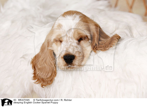 schlafender English Cocker Spaniel Welpe / sleeping English Cocker Spaniel Puppy / RR-67095