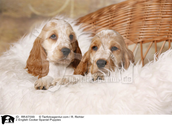 2 English Cocker Spaniel Welpen / 2 English Cocker Spaniel Puppies / RR-67099