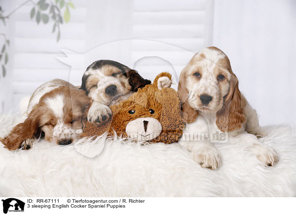 3 schlafende English Cocker Spaniel Welpen / 3 sleeping English Cocker Spaniel Puppies / RR-67111