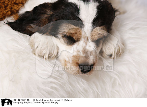 schlafender English Cocker Spaniel Welpe / sleeping English Cocker Spaniel Puppy / RR-67115