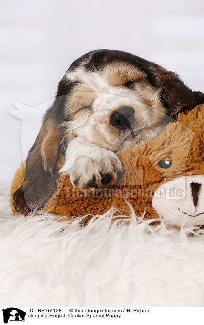 schlafender English Cocker Spaniel Welpe / sleeping English Cocker Spaniel Puppy / RR-67128