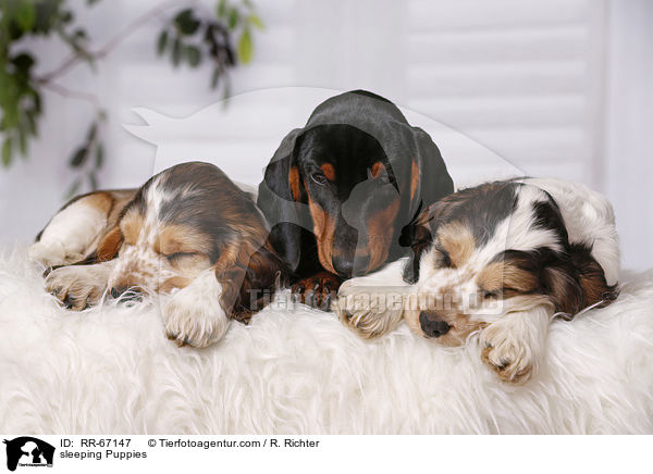 schlafende Welpen / sleeping Puppies / RR-67147