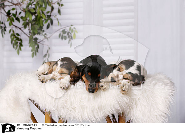 schlafende Welpen / sleeping Puppies / RR-67149