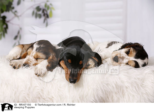 schlafende Welpen / sleeping Puppies / RR-67150