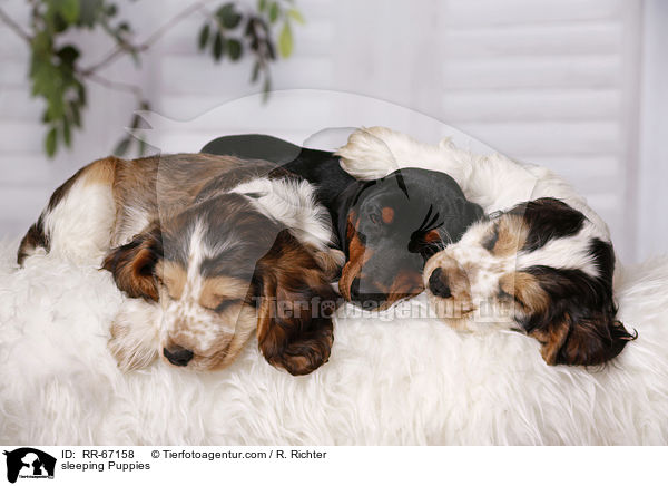 sleeping Puppies / RR-67158