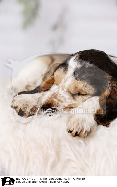 schlafender English Cocker Spaniel Welpe / sleeping English Cocker Spaniel Puppy / RR-67169