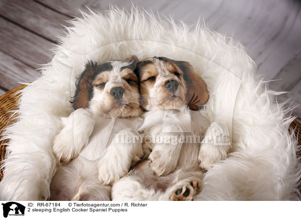 2 schlafende English Cocker Spaniel Welpen / 2 sleeping English Cocker Spaniel Puppies / RR-67184