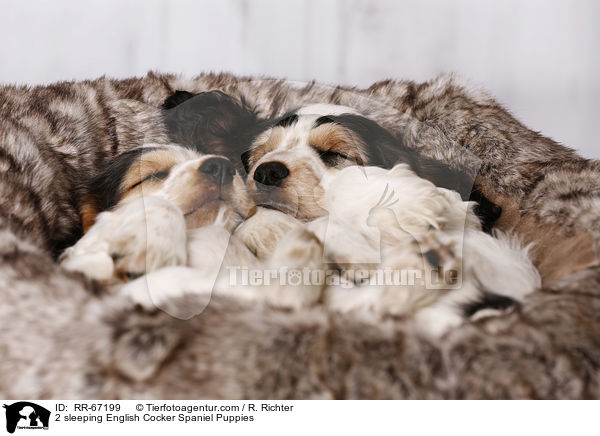 2 sleeping English Cocker Spaniel Puppies / RR-67199