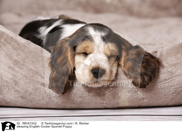 sleeping English Cocker Spaniel Puppy / RR-67202