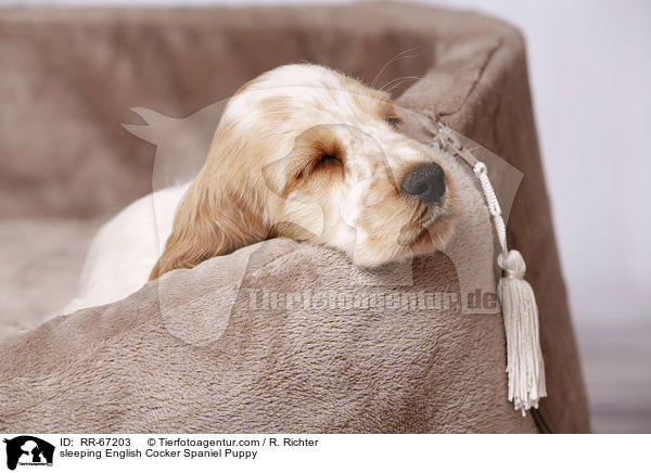 sleeping English Cocker Spaniel Puppy / RR-67203