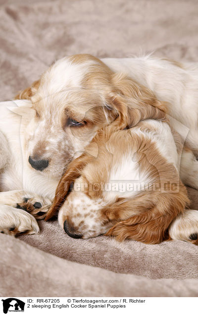 2 schlafende English Cocker Spaniel Welpen / 2 sleeping English Cocker Spaniel Puppies / RR-67205