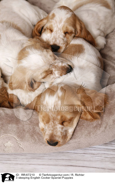 3 schlafende English Cocker Spaniel Welpen / 3 sleeping English Cocker Spaniel Puppies / RR-67210