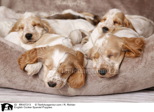 English Cocker Spaniel Puppies / RR-67213