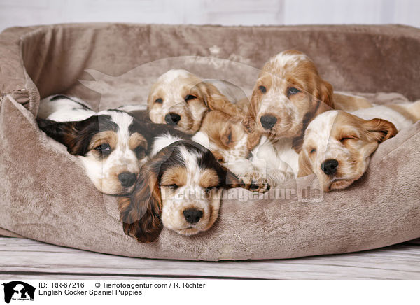 English Cocker Spaniel Puppies / RR-67216