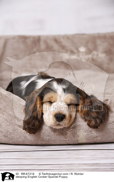 sleeping English Cocker Spaniel Puppy / RR-67218