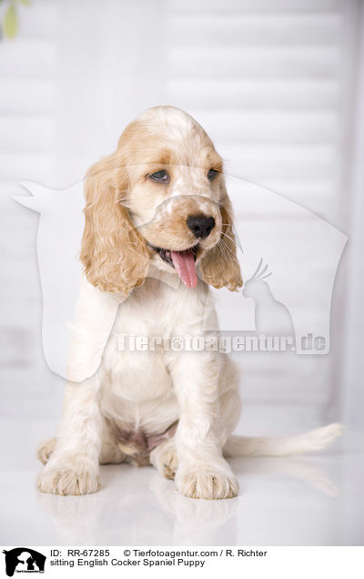 sitzender English Cocker Spaniel Welpe / sitting English Cocker Spaniel Puppy / RR-67285