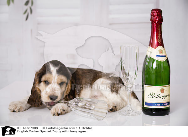 English Cocker Spaniel Welpe mit Sekt / English Cocker Spaniel Puppy with champagne / RR-67303