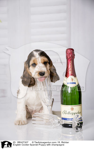 English Cocker Spaniel Welpe mit Sekt / English Cocker Spaniel Puppy with champagne / RR-67307