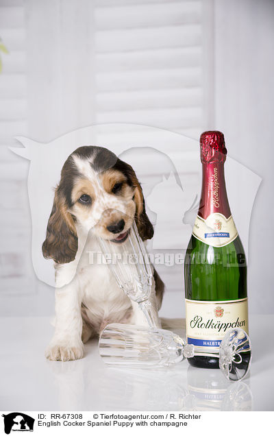 English Cocker Spaniel Welpe mit Sekt / English Cocker Spaniel Puppy with champagne / RR-67308