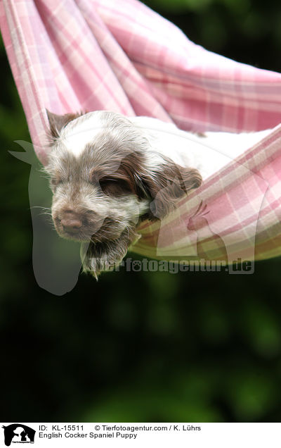 English Cocker Spaniel Welpe / English Cocker Spaniel Puppy / KL-15511