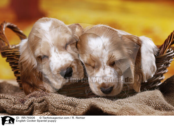 English Cocker Spaniel Welpe / English Cocker Spaniel puppy / RR-76906