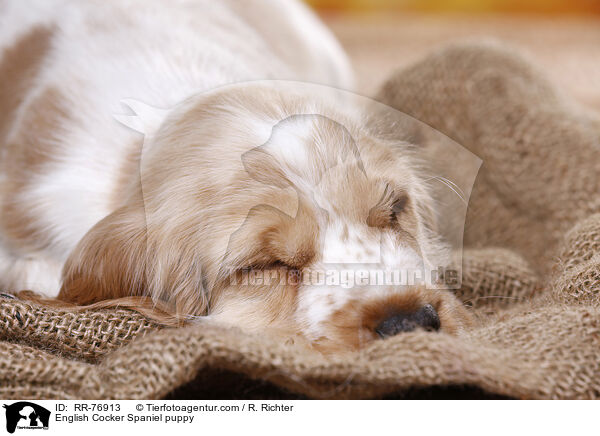 English Cocker Spaniel puppy / RR-76913