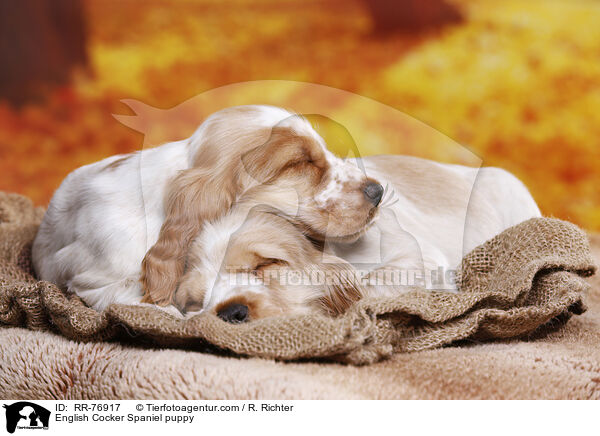 English Cocker Spaniel puppy / RR-76917