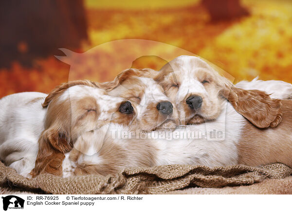 English Cocker Spaniel puppy / RR-76925