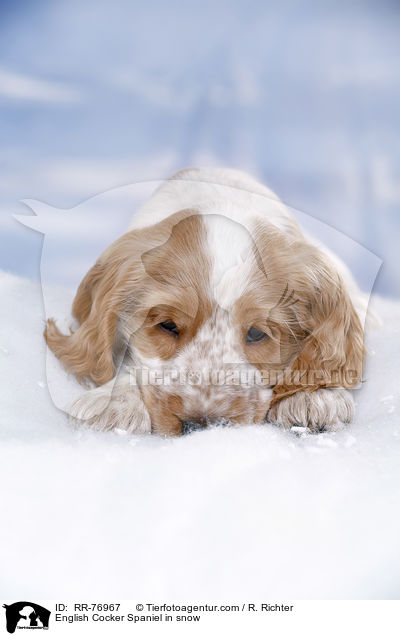 English Cocker Spaniel Welpe im Schnee / English Cocker Spaniel in snow / RR-76967