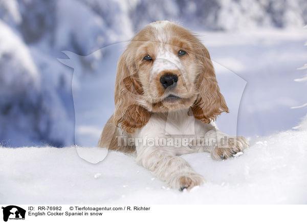 English Cocker Spaniel in snow / RR-76982