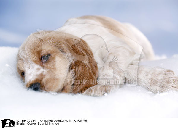 English Cocker Spaniel in snow / RR-76984