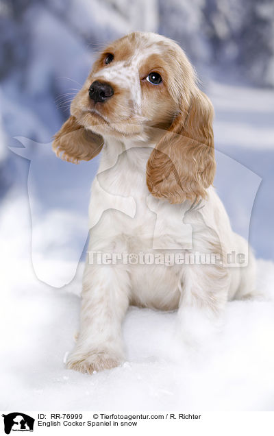 English Cocker Spaniel in snow / RR-76999