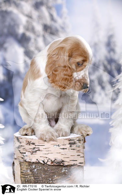 English Cocker Spaniel in snow / RR-77016