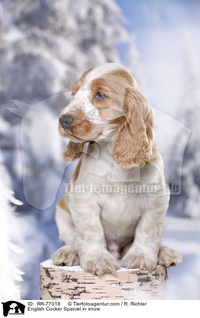 English Cocker Spaniel in snow / RR-77018