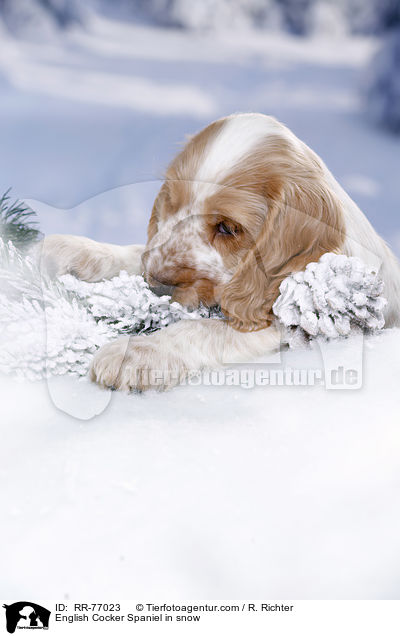 English Cocker Spaniel in snow / RR-77023