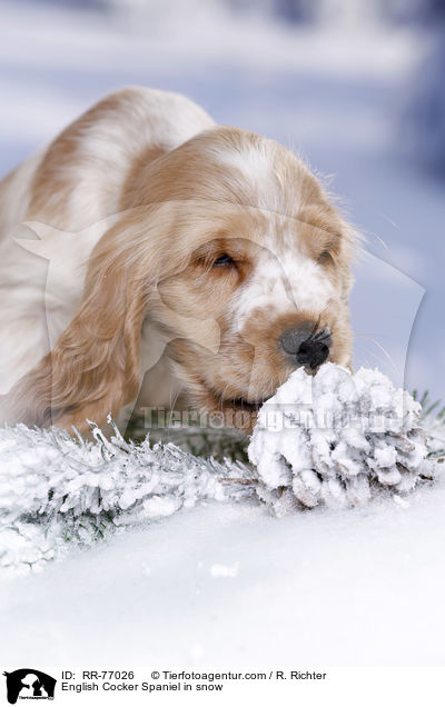 English Cocker Spaniel in snow / RR-77026