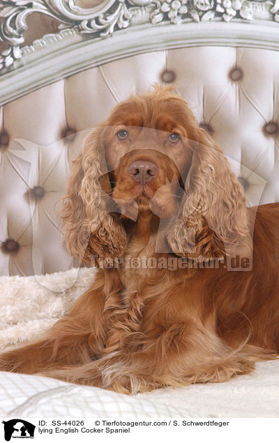 liegender English Cocker Spaniel / lying English Cocker Spaniel / SS-44026