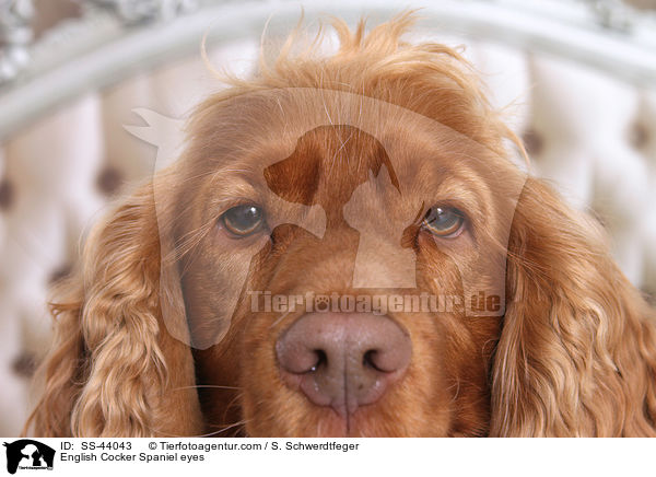 English Cocker Spaniel eyes / SS-44043