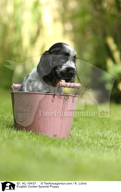 English Cocker Spaniel Welpe / English Cocker Spaniel Puppy / KL-16437